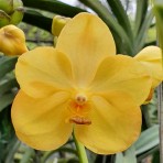 Vanda Siriwan-Flowering Size